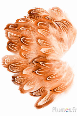 Fagiano di Colchide - sbiancata - 6-10 cm - crema-marrone
